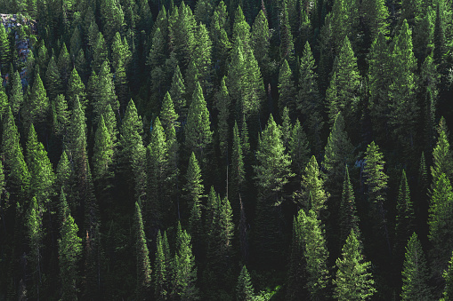 Bosque de pinos en una colina - Fondo de escritorio photo