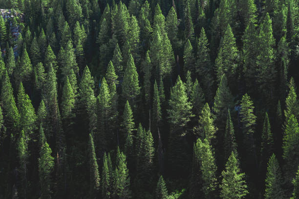 pine tree forest on a hill - sfondo del desktop - bosco foto e immagini stock