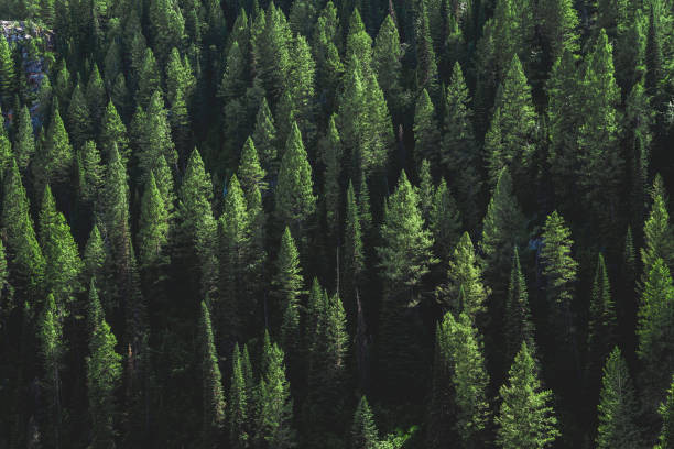 pine tree forest on a hill - desktop background - forest stockfoto's en -beelden