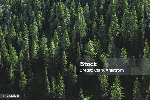 istock Pine Tree Forest on a Hill - Desktop Background 1417433518