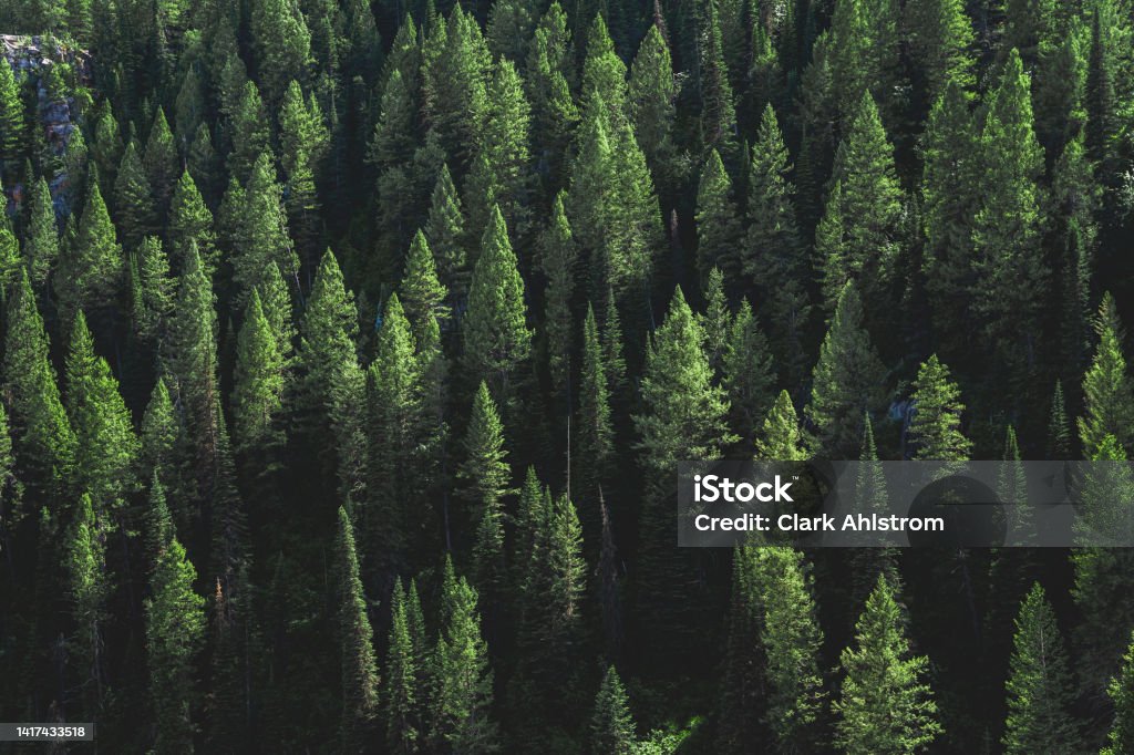 Pine Tree Forest on a Hill - Desktop Background Forest Stock Photo