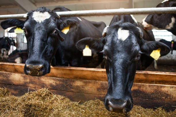 istock Two cows, black corral on a dairy farm. Dairy production. 1417438218