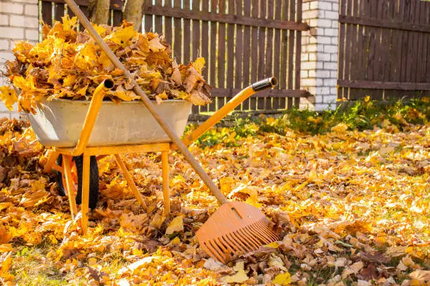 Photo of Removal of autumn leaves in the backyard. wheelbarrow and rake among autumn leaves