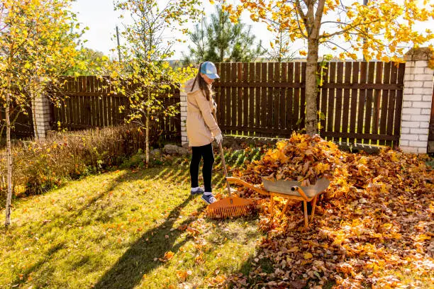 Photo of Young woman cleaning maple autumn leaves in the garden