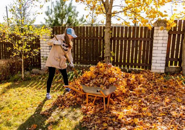 Photo of Young woman having fun throwing while cleaning maple autumn leaves in the garden