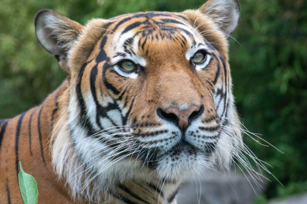 istock The tiger is looking at the camera. 1417443743