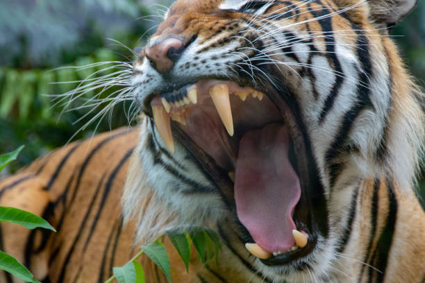 istock Tiger in the wild 1417443762
