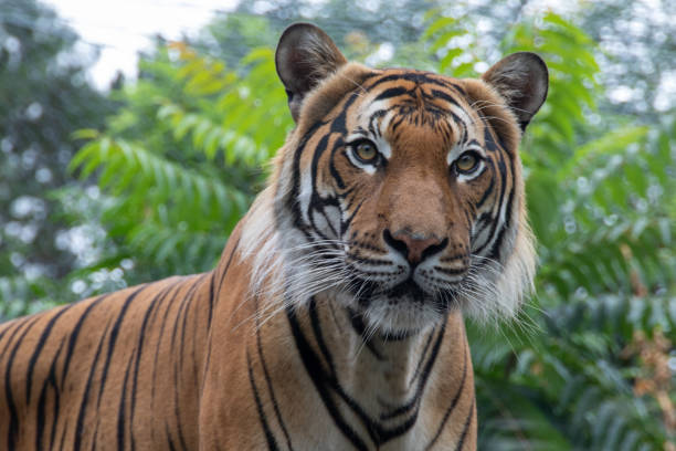 istock The tiger is looking at the camera. 1417443765