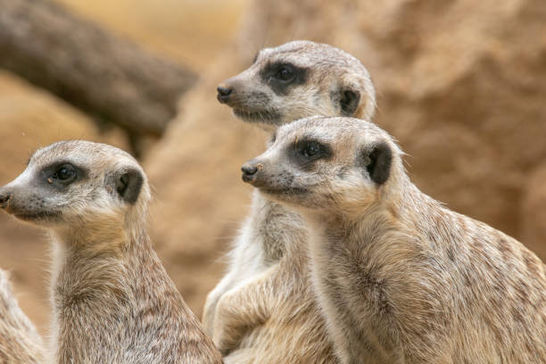 istock Group of meerkats 1417443799