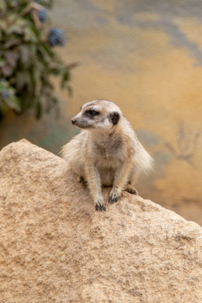 istock The meerkat sitting 1417443806