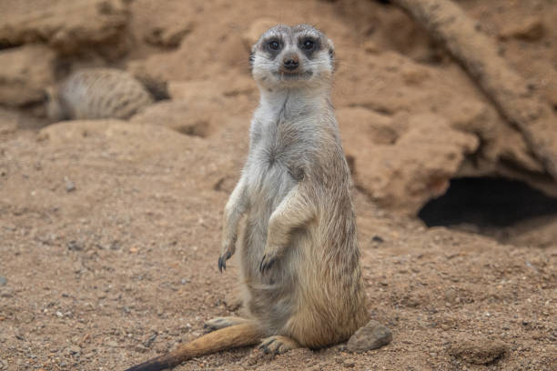 istock Meerkat looks at the camera 1417443824