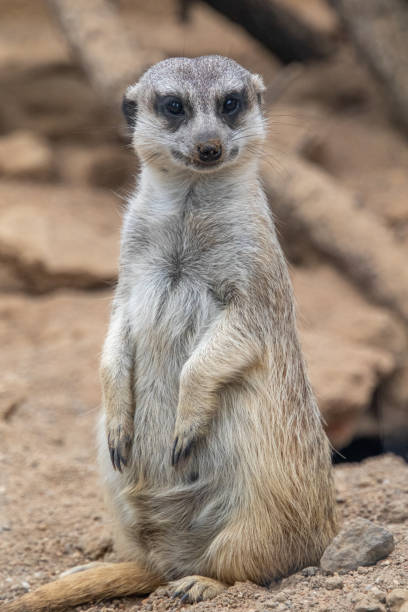 istock Meerkat looks at the camera 1417443848