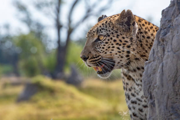 A female African leopard (Panthera pardus pardus) on a log searching for prey. Wildlife shot Moremi wildlife reserve, Okavango Delta, Botswana.