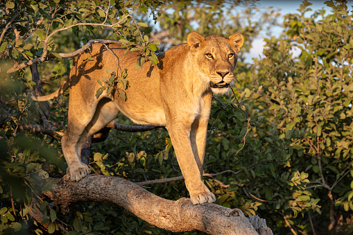 A female lion (Panthera leo) high up in a tree. Moremi Game Reserve, Okavango Delta, Botswana. Wildlife Shot.