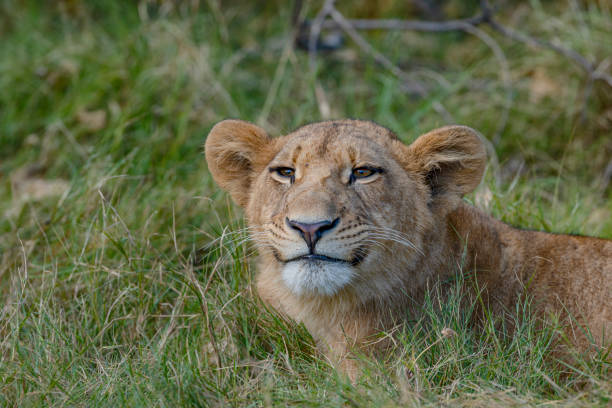 Two babies lion in move