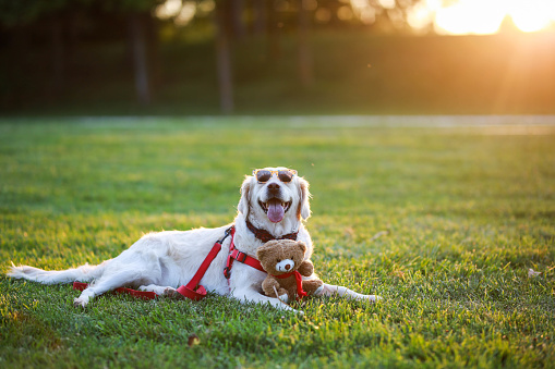 Portrait of Golden Retriever with sunglasses on her eye sitting on the grass at sunset in a beautiful park