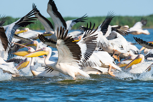 A flock of Great white pelican (Pelecanus onocrotalus, also known as rosy pelican or eastern white pelican) takes off from the water of the Danube. 
The Danube Delta (Romanian: Delta Dunării) is the second larges river delta in Europe, it is listed as a World Heritage Site. The larger part of the Delta is belonging to Romania, a smaller part to Ukraine.