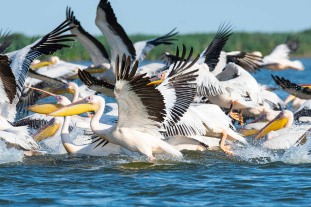 Flock of Great white pelicans takes of from the water, Danube Delta, Romania stock photo