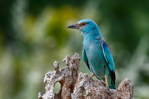 Adult Superb Fairy Wren perched on an old tree stump in the forest