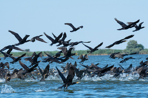 A flock of Great cormorant (Phalacrocorax carbo) takes off from the water of the Danube. \nThe Danube Delta (Romanian: Delta Dunării) is the second larges river delta in Europe, it is listed as a World Heritage Site. The larger part of the Delta is belonging to Romania, a smaller part to Ukraine.