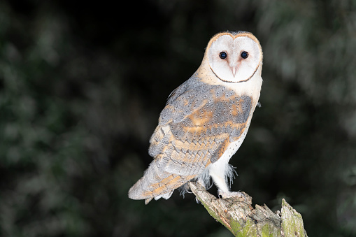 Barn Owl (Tyto alba) sitting on a pole in the meadows of Gelderland in the Netherlands