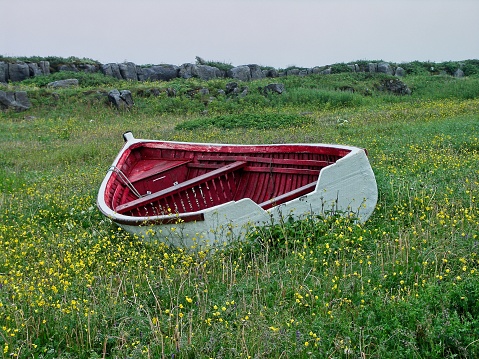 Abandoned colorful dingy in a bed of yellow buttercup along the western shore of Newfoundland. Active fishing communities are lined up along the west coast of Newfoundland bordering the gulf of the Saint Lawrence river. The protected waters provide abundant shellfish catches.