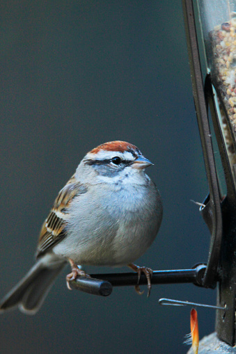 Chipping sparrow at feeder