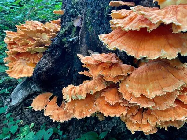 Photo of Chicken of The Woods Mushroom