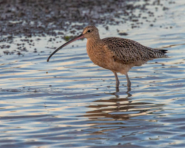 Long Billed Curlew stock photo