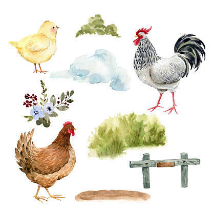 set of poultry hen and nature on white background, watercolor illustration.