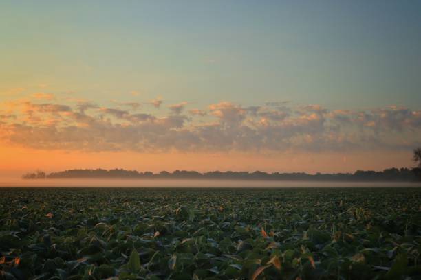 istock Midwest Foggy sunrise 1417457284