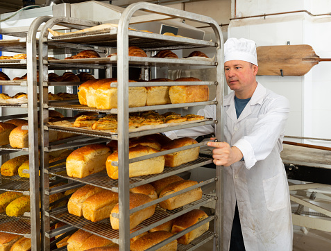 Experienced baker working in small bakery, carrying fresh baked bread on tray rack trolley