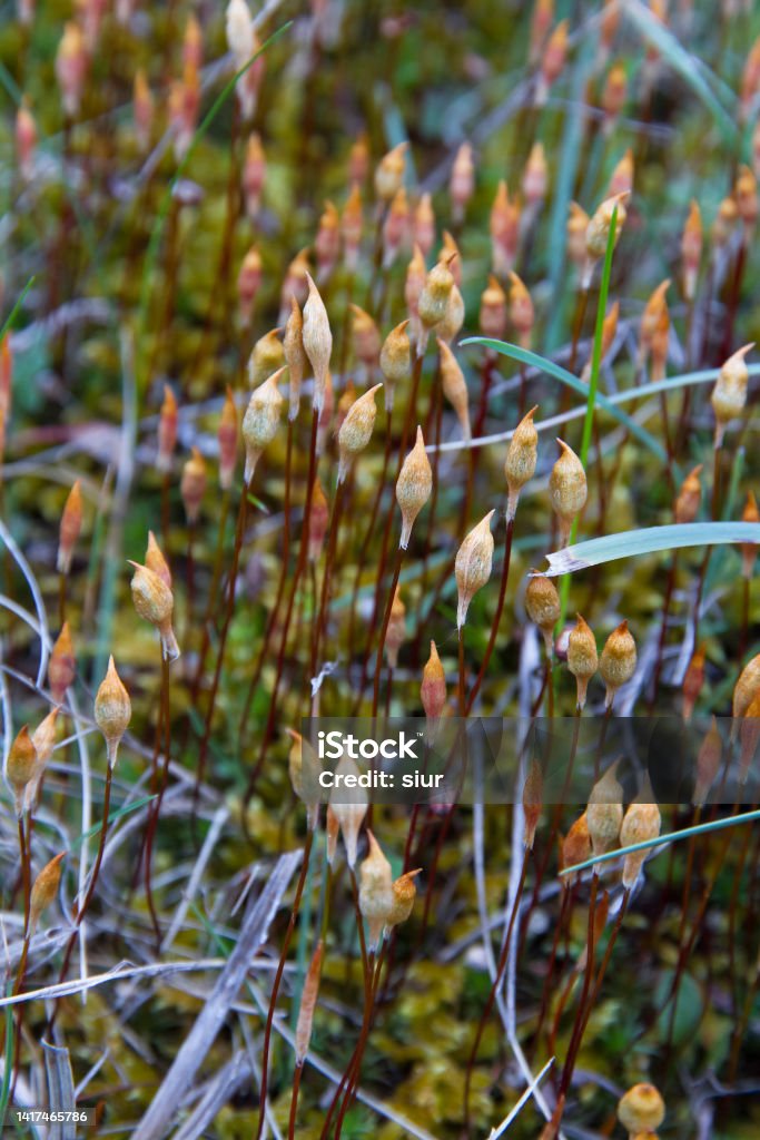 Capsules of sporophytes in  moss - Capsulas de esporofitos  en Musgo Stems and Capsules with spores in Spring Moss - Tallos y Capsulas con esporas en Musgo Primaveral Botany Stock Photo