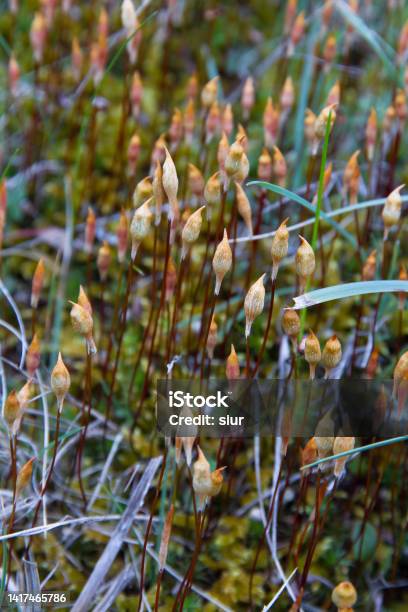 Capsules Of Sporophytes In Moss Capsulas De Esporofitos En Musgo Stock Photo - Download Image Now