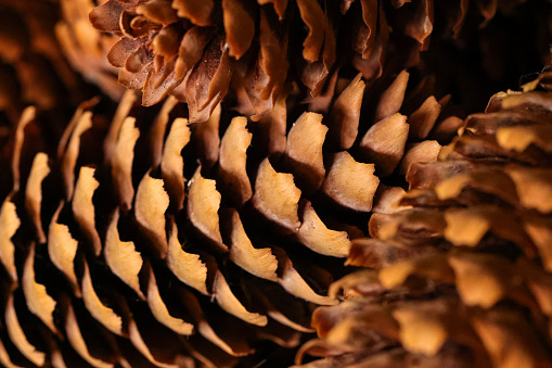 fir cones close-up for background