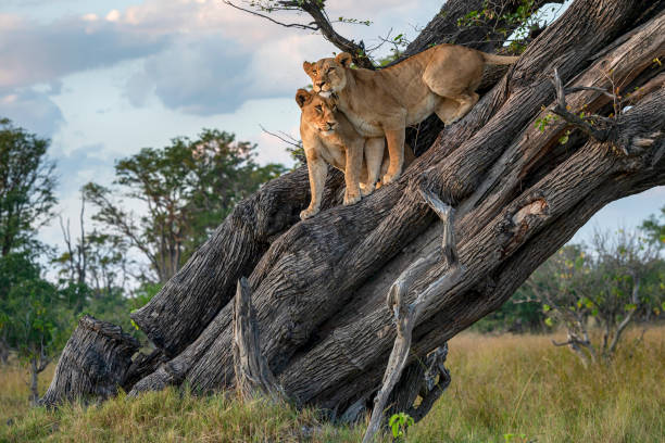dos leones (panthera leo) descansando en lo alto de un árbol - big cat fotografías e imágenes de stock