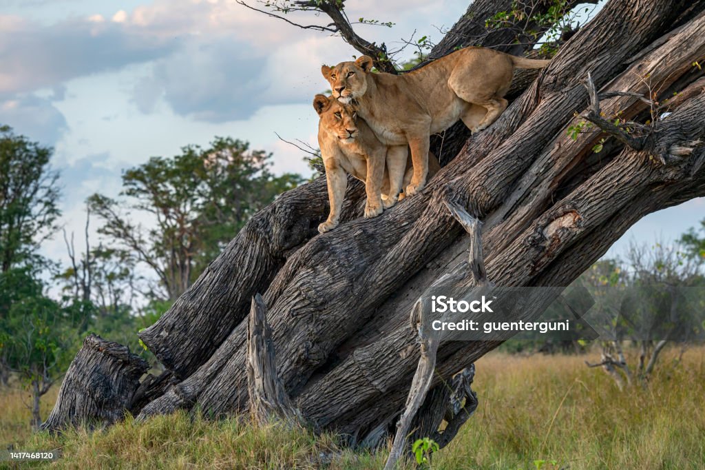 Two lions (Panthera leo) resting high up in a tree A female lion (Panthera leo) with her juvenile son resting in a tree. Moremi Game Reserve, Okavango Delta, Botswana. Wildlife Shot. Lion - Feline Stock Photo