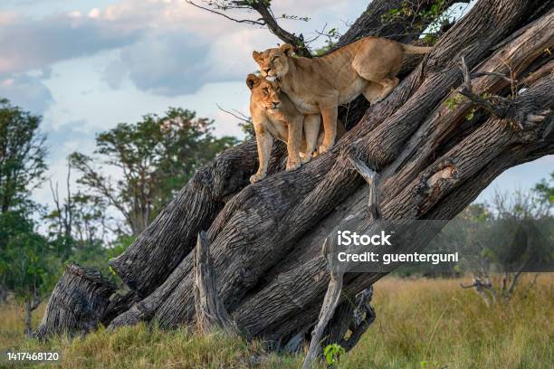Two Lions Resting High Up In A Tree Stock Photo - Download Image Now - Lion - Feline, Botswana, Africa