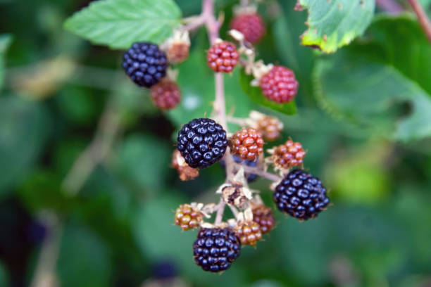 istock Blackberries on bush - Moras en arbusto 1417468354