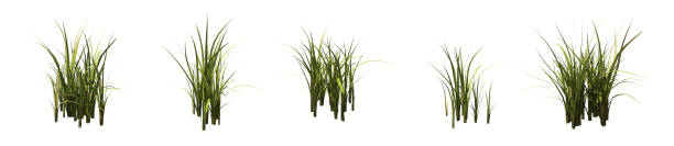 zestaw krzewów trawy izolowanych na biało. nutsedge lub nutgrass. cibora. - cibora zdjęcia i obrazy z banku zdjęć