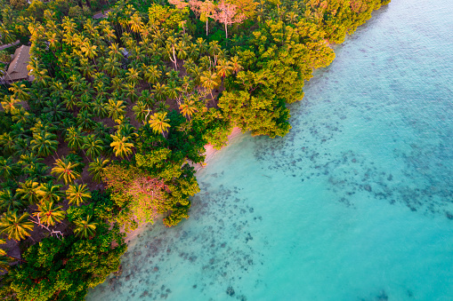 aerial drone shot panning up from beautiful blue green water filled with waves, rocks and sea weed to reveal green lush coconut trees and a sandy beach in havelock swaraj dweep andaman