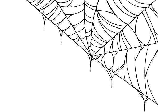 Spiderwebs isolate on png or transparent  background, happy halloween banner, template for poster, brochure, advertising, promotion,sale marketing vector illustration Spiderwebs isolate on png or transparent  background, happy halloween banner, template for poster, brochure, advertising, promotion,sale marketing vector illustration spider web png stock illustrations