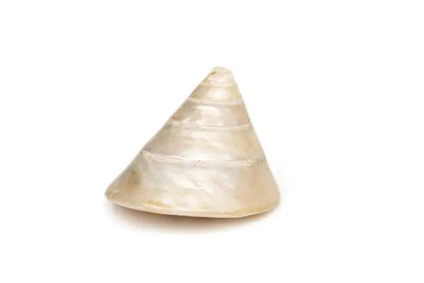 Image of pearl trochus seashells on a white background. Undersea Animals. Sea Shells.