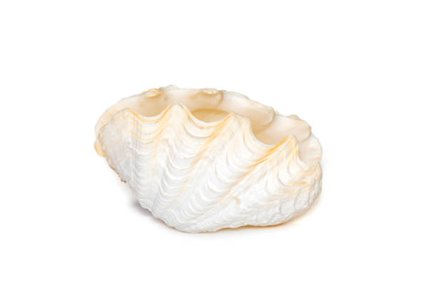 istock Image of seashells clam pearled on a white background. Undersea Animals. Sea Shells. 1417472001
