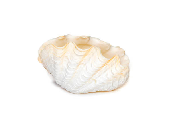 Image of seashells clam pearled on a white background. Undersea Animals. Sea Shells. stock photo