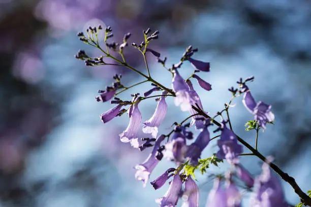 Jacaranda