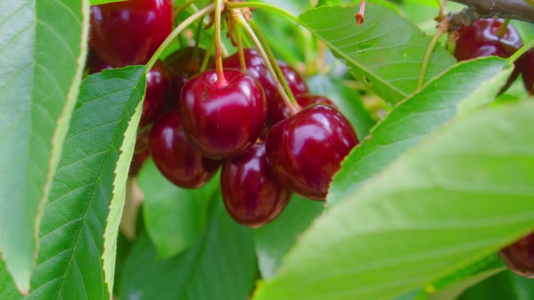 Fresh organic berry harvest. Red ripe sweet cherry on tree in garden, natural bio vitamins and antioxidant fruits. Bright sunny day. Close up. Slow motion. High quality footage 4k.