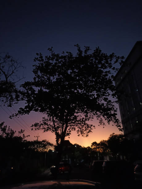 istock Low angle of a tree with its back to the setting sun with a blue-yellow gradation background in the Surabaya hospital area 1417478963