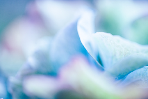 Blue flowers abstract background.