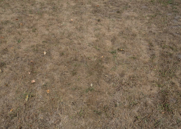 istock withered dry grass dryness, no rain in summer climate changes, background 1417482852
